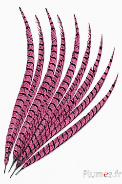Fagiano Lady Armherst - 75-85 cm - rosa